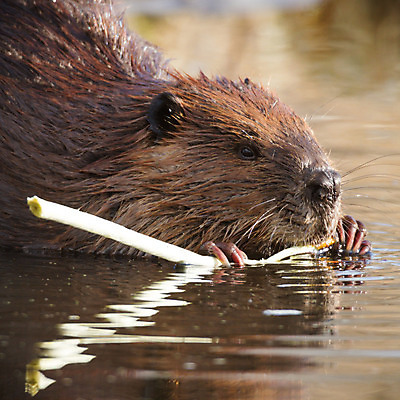 포토 JPG 해외이미지 나무 동물 척추동물 공원 호수 야생동물 음식 포유류 자연 생물 수염 털 관리 사람없음 야외 목재 초록색 물 강 반사 갈색 검은색 젖음 굴 연못 업무 닫기 치아 설치류 숲 자르기 먹기 꼬리 뿌리 토막 건축업자 발톱 비버 수유 잔물결 해외202004 해외포토 자연요소 식물 공공시설 건축 물결 컬러 재료 모션 발 어패류 작업 소화기관 생태계 파일형식 이미지허브