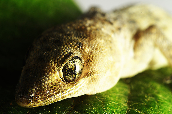 포토 JPG 해외이미지 동물 척추동물 1 응시 야생동물 백그라운드 잎 파충류 생물 주택 사람없음 초록색 반려동물 갈색 흰색 닫기 지중해 가득함 피부 호기심 도마뱀 서식지 길이 고립 동물상 이국적 해외202004 해외포토 식물 시선 감정 바다 컬러 컨셉 모션 건물 신체부위 조형물 파일형식 이미지허브