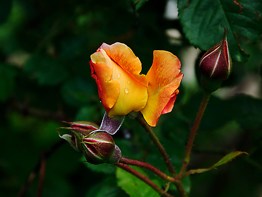 포토 JPG 해외이미지 식물 디자인 꽃잎 꽃 분홍색 꽃다발 백그라운드 컨셉 잎 꽃무늬 자연 발렌타인데이 건강 선물 사람없음 빨간색 초록색 여름 장미 노란색 정원 어둠 봄 벚꽃 흰색 신선 오픈 닫기 냄새 아로마 슛 부드러움 내추럴 고립 스타일 해외202004 해외포토 계절 컬러 무늬 모션 데이이벤트 감각 생태계 파일형식 이미지허브