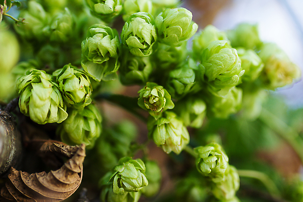 포토 JPG 해외이미지 주간 잎 사람없음 야외 아웃포커스 해외202004 홉 해외포토 자연요소 식물 촬영기법 파일형식 이미지허브