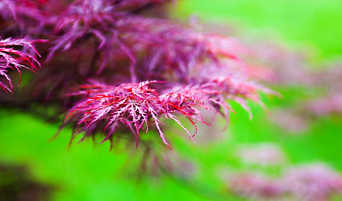 포토 JPG 해외이미지 나무 식물 공원 분홍색 백그라운드 단풍 낙엽 잎 자연 불 추상 사람없음 야외 장식 빨간색 여름 컬러풀 햇빛 정원 일본 보라색 봄 성장 나뭇가지 신선 매끈함 숲 관목 원예 내추럴 해외202004 해외포토 자연요소 계절 공공시설 아시아 컬러 무늬 취미 태양 감각 생태계 파일형식 이미지허브