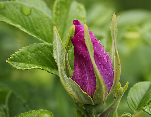 포토 JPG 해외이미지 계절 꽃 분홍색 잎 사람없음 초록색 물 여름 장미 정원 봄 벚꽃 나뭇가지 신선 개화 허브 해외202004 해외포토 자연요소 나무 식물 컬러 파일형식 이미지허브