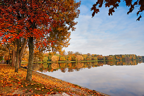 포토 JPG 해외이미지 나무 식물 구름 계절 공원 호수 백그라운드 단풍 잎 오렌지 자연 하늘 풍경 사람없음 야외 빨간색 초록색 물 강 컬러풀 햇빛 갈색 노란색 환경 맑음 활발 가을 시골 신선 황금 숲 버드나무 10월 내추럴 벨로루시 해외202004 해외포토 자연요소 공공시설 컬러 컨셉 과일 날씨 태양 날짜 생태계 파일형식 이미지허브
