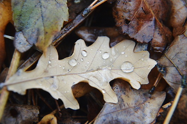 포토 JPG 해외이미지 나무 식물 동물 계절 백그라운드 잎 자연 표면 전등 바닥 사람없음 야외 목재 초록색 여름 반사 갈색 노란색 환경 정원 가을 떨어짐 숲 내추럴 해외202004 해외포토 컬러 컨셉 재료 조명 생태계 파일형식 이미지허브