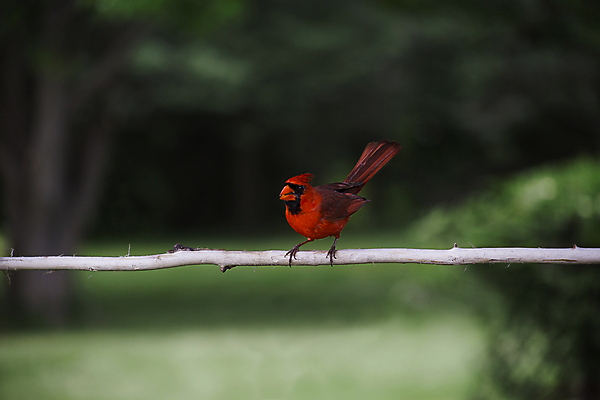 포토 JPG 해외이미지 남자 야생동물 백그라운드 날개 자연 조류 종류 사람없음 빨간색 여름 컬러풀 검은색 봄 표현 보호 깃털 꼬리 부리 서식지 강렬 뒤뜰 섬광 이국적 해외202004 해외포토 동물 계절 컬러 컨셉 사람 생태계 파일형식 이미지허브