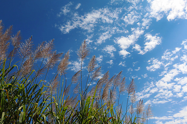 포토 JPG 해외이미지 식물 꽃 음식 줄기 섬 백그라운드 잎 밭 농업 자연 지팡이 하늘 풍경 사람없음 야외 초록색 여름 파란색 농작물 컬러풀 농장 환경 일몰 에너지 수확 성장 시골 땅 설탕 밀짚 내추럴 모리셔스 밭일 사탕수수 해외202004 해외포토 계절 산업 컬러 노을 짚 생태계 파일형식 이미지허브