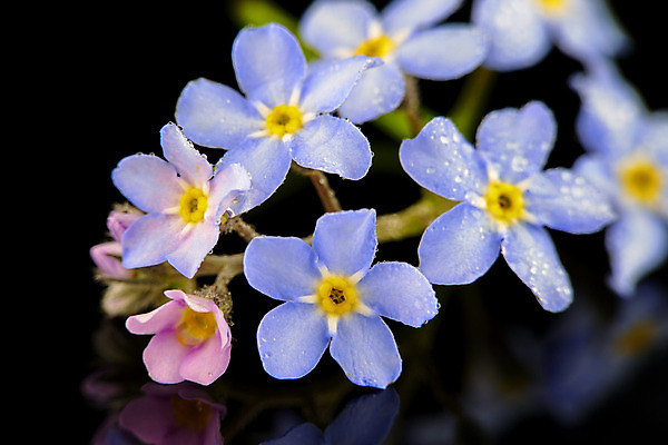 포토 JPG 해외이미지 식물 계절 꽃잎 꽃 자연 사람없음 초록색 물 반사 검은색 봄 성장 벚꽃 물방울 신선 떨어짐 이슬 작음 해외202004 해외포토 자연요소 컬러 컨셉 크기 생태계 파일형식 이미지허브