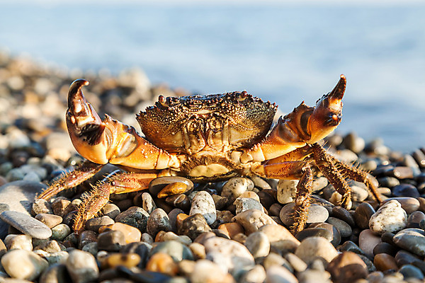 포토 JPG 해외이미지 바다 여행 백그라운드 자연 사람없음 야외 가로 물 여름 햇빛 갈색 산책 게 조약돌 바위 보호 매끈함 오브젝트 내추럴 집게발 해외202004 해외포토 자연요소 계절 컬러 컨셉 휴식 갑각류 태양 돌_바위 감각 생태계 파일형식 이미지허브