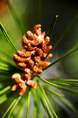 포토 JPG 해외이미지 나무 식물 계절 여자 남자 백그라운드 자연 휴가 씨앗 사람없음 야외 장식 초록색 여름 갈색 검은색 놀람 나뭇가지 신선 소나무 최고 오스트리아 닫기 숲 묘사 즐거움 꽃가루 상록수 침엽수 전나무 원뿔 내추럴 우수 초능력 가문비나무 해외202004 해외포토 도형 감정 유럽 컬러 모션 표정 사람 가루 절기 생태계 파일형식 이미지허브
