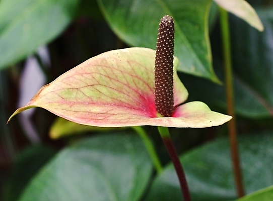 포토 JPG 해외이미지 식물 꽃 분홍색 잎 꽃무늬 자연 사람없음 장식 초록색 컬러풀 정원 하트 신선 우아함 플라밍고 꼬리 내추럴 이국적 해외202004 해외포토 모양 컬러 컨셉 무늬 조류 생태계 파일형식 이미지허브