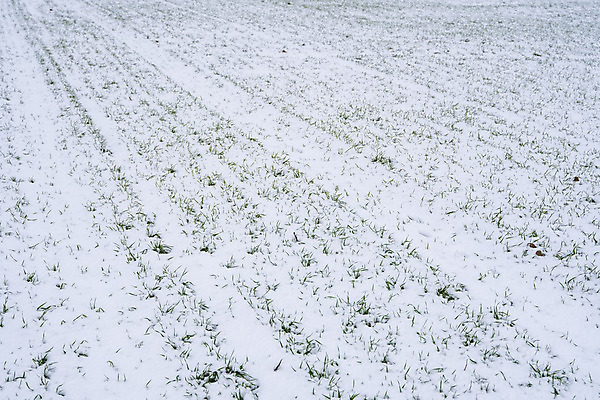 포토 JPG 해외이미지 식물 계절 백그라운드 잎 겨울 밭 농업 자연 건강 풍경 잔디 사람없음 초록색 농작물 햇빛 농장 새싹 환경 정원 봄 추위 성장 가을 흰색 시골 신선 시리얼 밀 유기농 서리 내추럴 밭일 해외202004 해외포토 웰빙 산업 음식 컬러 곡류 태양 생태계 파일형식 이미지허브