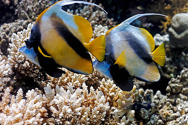 포토 JPG 해외이미지 식물 동물 야생동물 자연 어류 사람없음 물 수중 산호 암초 동물상 해외202004 해외포토 자연요소 조형물 수중동물 자포동물 생태계 파일형식 이미지허브