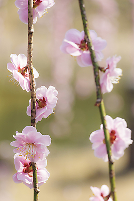 포토 JPG 해외이미지 식물 계절 꽃잎 꽃 분홍색 백그라운드 꽃무늬 자연 하늘 새로움 사람없음 여름 파란색 우주 정원 일본 봄 활발 벚꽃 나뭇가지 신선 개화 과수원 묘사 부드러움 내추럴 해외202004 해외포토 나무 아시아 컬러 컨셉 무늬 농업 감각 생태계 파일형식 이미지허브