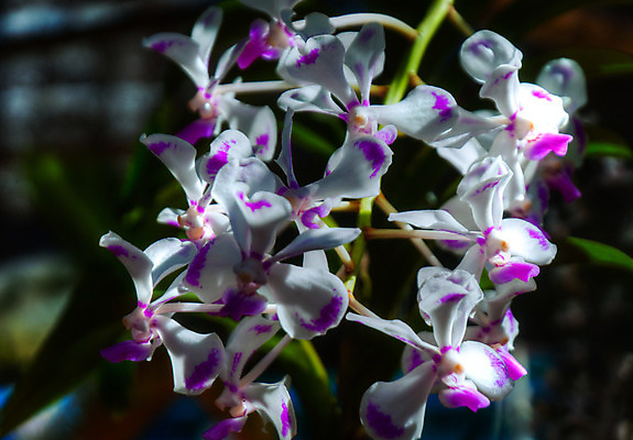 포토 JPG 해외이미지 식물 계절 꽃잎 꽃 꽃다발 백그라운드 꽃무늬 자연 선물 사람없음 장식 초록색 여름 머리 정원 스파 화목 봄 활발 개화 난초 고급 우아함 맛 냄새 아로마 향 단아함 해외202004 해외포토 컬러 컨셉 무늬 신체부위 생태계 파일형식 이미지허브