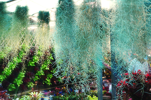 포토 JPG 해외이미지 나무 식물 아시아 벽 잎 자연 매달리기 이끼 사람없음 야외 목재 초록색 환경 봄 회색 성장 나뭇가지 숲 질감 내추럴 스페인어 옛날 해외202004 해외포토 계절 나라 컬러 재료 모션 생태계 파일형식 이미지허브