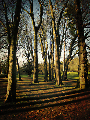포토 JPG 해외이미지 나무 공원 겨울 자연 그림자 사람없음 목재 빛 어둠 일몰 숲 해외202004 해외포토 식물 계절 공공시설 재료 노을 생태계 파일형식 이미지허브