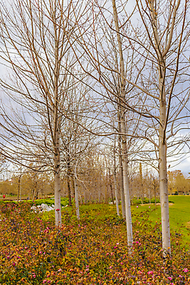 포토 JPG 해외이미지 나무 식물 계절 공원 겨울 사람없음 추위 도시 스페인 마드리드 해외202004 해외포토 공공시설 유럽 파일형식 이미지허브