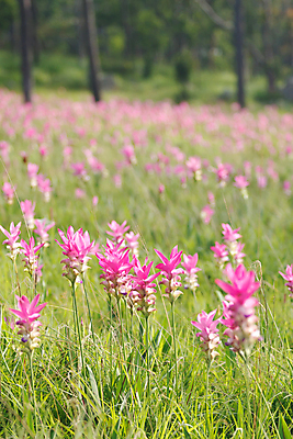 포토 JPG 해외이미지 식물 계절 꽃잎 꽃 감정 아시아 문화 줄기 분홍색 여행 잎 꽃무늬 태국 자연 사람없음 초록색 여름 컬러풀 귀여움 정원 보라색 봄 튤립 벚꽃 흰색 신선 싱글 내추럴 고립 영원 해외202004 해외포토 나라 컬러 컨셉 무늬 생태계 파일형식 이미지허브