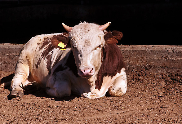포토 JPG 해외이미지 동물 응시 포유류 주택 요정 실내 3 사람 사람없음 농장 우유 금지 슬픔 소 헛간 이스라엘 해외202004 해외포토 시선 감정 농업 유제품 내부 건물 저장고 서아시아 파일형식 이미지허브