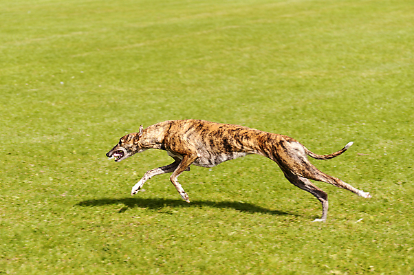 포토 JPG 해외이미지 동물 포즈 모션 놀이 잔디 사람없음 반려동물 달리기 에너지 분노 레이싱 우아함 개 속도 역동적 해외202004 해외포토 식물 감정 컨셉 포유류 시합 파일형식 이미지허브