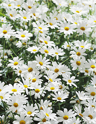 포토 JPG 해외이미지 주간 식물 꽃 자연 사람없음 여름 정원 흰색 개화 화단 영원 해외202004 해외포토 자연요소 계절 컬러 생태계 파일형식 이미지허브