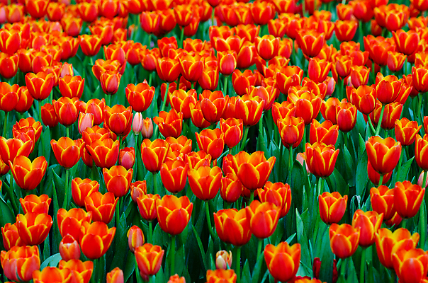 포토 JPG 해외이미지 식물 디자인 계절 공원 꽃잎 꽃 줄기 분홍색 꽃다발 백그라운드 잎 꽃무늬 밭 자연 휴가 부활절 발렌타인데이 선물 사랑 사람없음 장식 빨간색 초록색 여름 컬러풀 노란색 머리 정원 보라색 봄 튤립 벚꽃 흰색 축하 신선 다발 내추럴 고립 해외202004 해외포토 공공시설 기념일 감정 컬러 컨셉 무늬 농업 데이이벤트 신체부위 생태계 파일형식 이미지허브