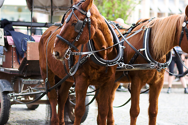 포토 JPG 해외이미지 동물 도로 여행 2 포유류 교통시설 자연 새로움 거리 생맥주 사람없음 파란색 갈색 머리 카트 운전 수확 골동품 흰색 시골 도시 쌍 승마 역사 승차 코 택시 마차 유모차 조랑말 안장 그라나다 니카라과 스페인어 옛날 해외202004 해외포토 길 교통수단 스포츠 컬러 교통 컨셉 농업 모션 승용차 자동차 맥주 신체부위 아기용품 말_동물 남아메리카 스페인 시설 생태계 파일형식 이미지허브
