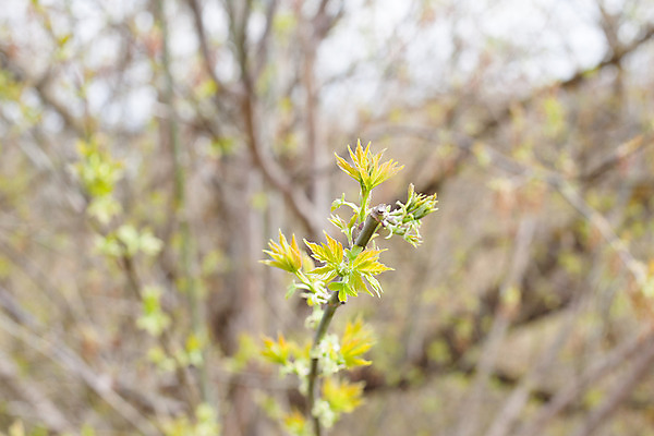 포토 JPG 해외이미지 식물 자연 사람없음 야외 목재 가로 초록색 모래사장 햇빛 갈색 맑음 봄 숲 떠남 많음 해외202004 해외포토 나무 계절 바다 컬러 컨셉 재료 모션 날씨 태양 생태계 파일형식 이미지허브