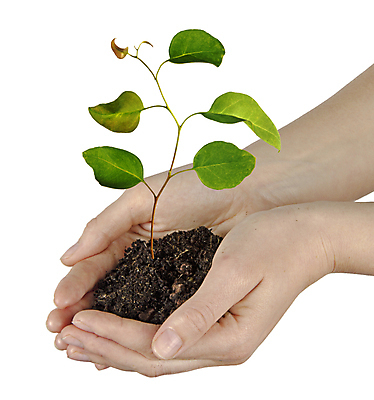 포토 JPG 해외이미지 나무 식물 손 지구 백그라운드 컨셉 잎 자연 선물 사람 사람없음 초록색 새싹 환경 흙 성장 흰색 보호 생물학 개발 고립 모종 묘목 생태학 심기 해외202004 해외포토 교육 컬러 모션 신체부위 생태계 파일형식 이미지허브