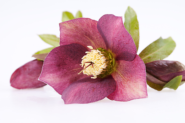 포토 JPG 해외이미지 식물 꽃잎 꽃 꽃무늬 자연 사람없음 초록색 봄 신선 해외202004 해외포토 계절 컬러 무늬 생태계 파일형식 이미지허브