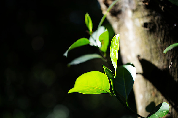 포토 JPG 해외이미지 나무 식물 백그라운드 컨셉 잎 패턴 자연 추상 사람없음 초록색 여름 컬러풀 환경 정원 검은색 봄 성장 흰색 신선 숲 작음 질감 부드러움 내추럴 고립 블러 전경 해외202004 해외포토 계절 컬러 무늬 풍경 감각 크기 생태계 파일형식 탑뷰 이미지허브