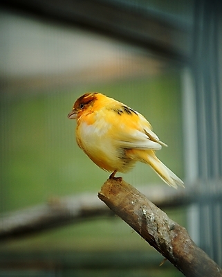 포토 JPG 해외이미지 나무 동물 척추동물 야생동물 오렌지 자연 조류 종류 앉기 사람없음 컬러풀 노란색 정원 나뭇가지 황무지 작음 깃털 부리 새장 동물상 해외202004 해외포토 식물 컬러 과일 모션 조형물 크기 생태계 케이지 파일형식 이미지허브
