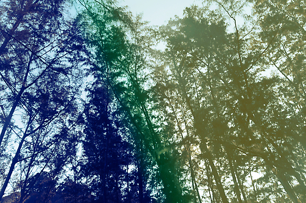 포토 JPG 해외이미지 나무 계절 실루엣 여행 겨울 자연 하늘 아침 풍경 사람없음 야외 빛 일출 침묵 새벽 수확 안개 가을 소나무 숲 복고 장면 옛날 필터 스타일 효과 해외202004 해외포토 주간 자연요소 식물 농업 날씨 촬영기법 노을 소리 생태계 파일형식 이미지허브