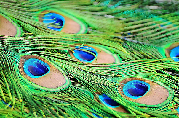 포토 JPG 해외이미지 동물 디자인 남자 야생동물 백그라운드 패턴 자연 조류 추상 사람없음 장식 초록색 파란색 컬러풀 활발 우아함 공작 깃털 묘사 질감 꼬리 내추럴 해외202004 해외포토 컬러 컨셉 무늬 사람 생태계 파일형식 이미지허브