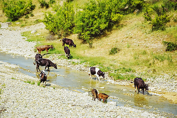 포토 JPG 해외이미지 동물 사람없음 연못 개울 소 군중 동물상 해외202004 해외포토 포유류 사람 강 조형물 파일형식 이미지허브