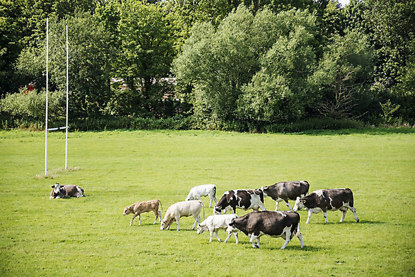 포토 JPG 해외이미지 동물 백그라운드 밭 농업 자연 영국 잉글랜드 풍경 사람없음 초록색 파란색 농장 머리 환경 검은색 소고기 우유 소 먹이 방목 동물상 밭일 찰과상 해외202004 해외포토 유럽 산업 컬러 포유류 유제품 육류 신체부위 조형물 축산업 상처 생태계 파일형식 이미지허브