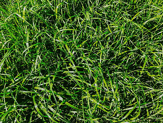 포토 JPG 해외이미지 식물 디자인 계절 공원 스포츠 백그라운드 패턴 밭 골프 공 자연 벽지 놀이 추상 새로움 풍경 잔디 사람없음 야외 초록색 여름 햇빛 우주 정원 축구 경쟁 경기장 카펫 신선 정상 자르기 에코 질감 지역 내추럴 골 돌봄 땅바닥 해외202004 해외포토 공공시설 컬러 컨셉 무늬 농업 스포츠시설 모션 바닥 태양 구기 환경 생태계 파일형식 이미지허브