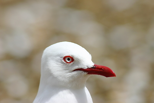 포토 JPG 해외이미지 동물 야생동물 자연 갈매기 조류 사람없음 빨간색 머리 흰색 닫기 깃털 부리 물새 계산서 해외202004 해외포토 컬러 모션 신체부위 생태계 파일형식 이미지허브