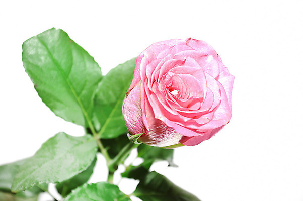 포토 JPG 해외이미지 식물 꽃잎 꽃 백그라운드 꽃무늬 자연 발렌타인데이 사랑 사람없음 빨간색 장미 신선 생일 고립 해외202004 해외포토 기념일 감정 컬러 무늬 데이이벤트 생태계 파일형식 이미지허브