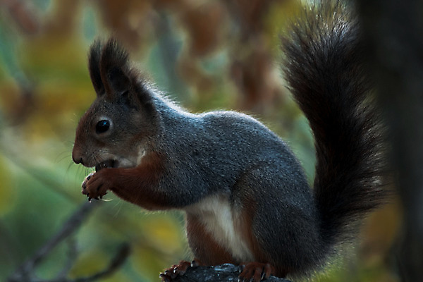 포토 JPG 해외이미지 나무 동물 1 공원 야생동물 백그라운드 오렌지 자연 털 사람없음 야외 목재 빨간색 초록색 갈색 견과류 가을 숲 작음 모피 먹기 호기심 꼬리 다람쥐 보케 내추럴 블러 해외202004 해외포토 식물 계절 공공시설 감정 컬러 컨셉 과일 재료 모션 설치류 크기 생태계 파일형식 이미지허브