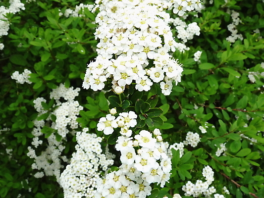 포토 JPG 해외이미지 식물 꽃잎 꽃 낙엽 잎 자연 사람없음 정원 흰색 관목 해외202004 해외포토 나무 컬러 생태계 파일형식 이미지허브