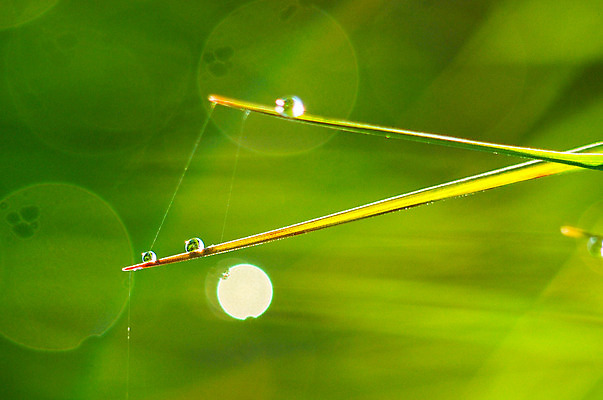 포토 JPG 해외이미지 식물 백그라운드 잎 자연 불꽃 잔디 사람없음 초록색 물 여름 빛 햇빛 태양 일출 환경 맑음 일몰 봄 활발 젖음 안개 성장 물방울 신선 액체 칼날 떨어짐 이슬 빗방울 속도 보케 강렬 블러 해외202004 해외포토 자연요소 계절 컬러 컨셉 불 날씨 노을 비_날씨 생태계 파일형식 이미지허브