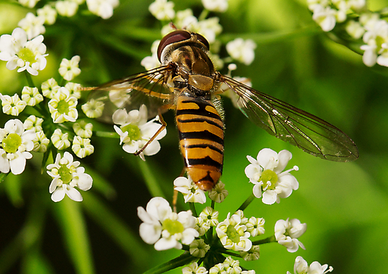 포토 JPG 해외이미지 동물 꽃 야생동물 곤충 잎 자연 사람없음 야외 여름 노란색 줄무늬 작음 수분 벌 묘사 꿀 해외202004 해외포토 식물 계절 컬러 무늬 크기 생태계 파일형식 이미지허브
