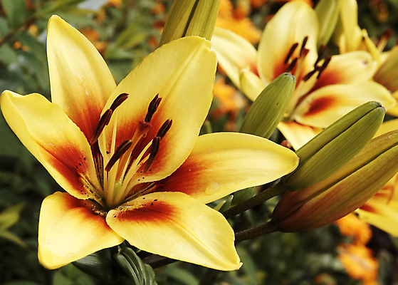 포토 JPG 해외이미지 식물 계절 꽃잎 꽃 백그라운드 꽃무늬 자연 선물 사람없음 초록색 여름 벚꽃 축하 떨어짐 백합 꽃집 오브젝트 원예 완전 해외202004 해외포토 컬러 컨셉 무늬 취미 상점 생태계 파일형식 이미지허브