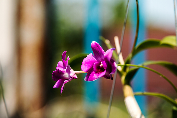 포토 JPG 해외이미지 식물 디자인 꽃잎 꽃 줄기 분홍색 꽃다발 백그라운드 잎 꽃무늬 자연 사람없음 장식 초록색 노란색 정원 보라색 검은색 봄 벚꽃 흰색 나뭇가지 신선 난초 우아함 제비꽃 싱글 호접란 내추럴 고립 해외202004 해외포토 나무 계절 컬러 컨셉 무늬 생태계 파일형식 이미지허브