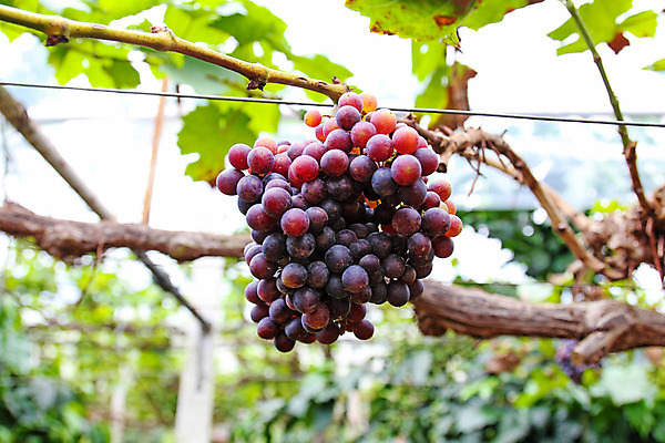 포토 JPG 해외이미지 식물 열매 음식 농업 과일 자연 포도 사람없음 빨간색 초록색 여름 농장 와인 정원 보라색 검은색 수확 가을 시골 신선 달콤 포도밭 포도나무 내추럴 숙성 해외202004 해외포토 계절 산업 컬러 밭 주류 맛 과일나무 생태계 파일형식 이미지허브