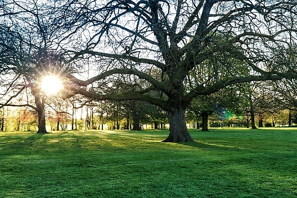포토 JPG 해외이미지 나무 공원 백그라운드 자연 아침 풍경 사람없음 목재 초록색 빛 햇빛 태양 일출 환경 봄 안개 광선 가을 숲 해외202004 해외포토 주간 자연요소 식물 계절 공공시설 컬러 재료 날씨 노을 생태계 파일형식 이미지허브