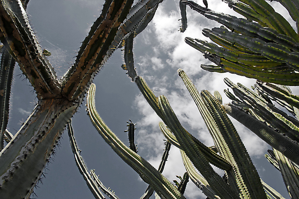 포토 JPG 해외이미지 식물 하늘 선인장 사람없음 와인 정원 사막 뜨거움 떨어짐 식물원 가뭄 해외202004 해외포토 컨셉 날씨 주류 파일형식 이미지허브