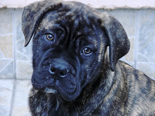 포토 JPG 해외이미지 동물 응시 겨울 앉기 사람없음 야외 반려동물 갈색 가축 추위 개 강아지 송곳니 유래 해외202004 해외포토 시선 계절 컬러 포유류 모션 치아 파일형식 이미지허브