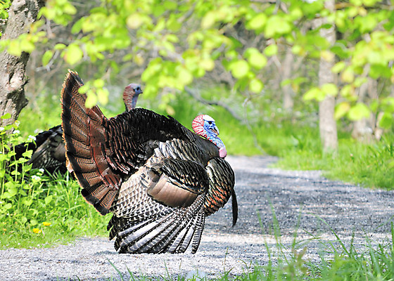 포토 JPG 해외이미지 남자 야생동물 자연 조류 사람없음 야외 봄 전시 숲 칠면조 해외202004 해외포토 동물 계절 사람 생태계 파일형식 이미지허브